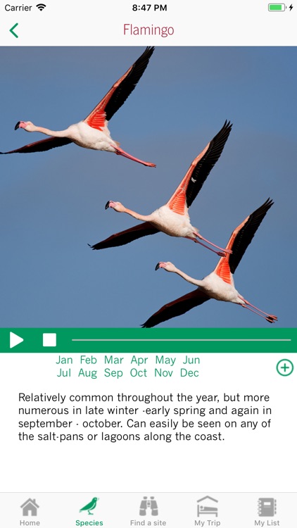 Birdwatching Narbonnaise