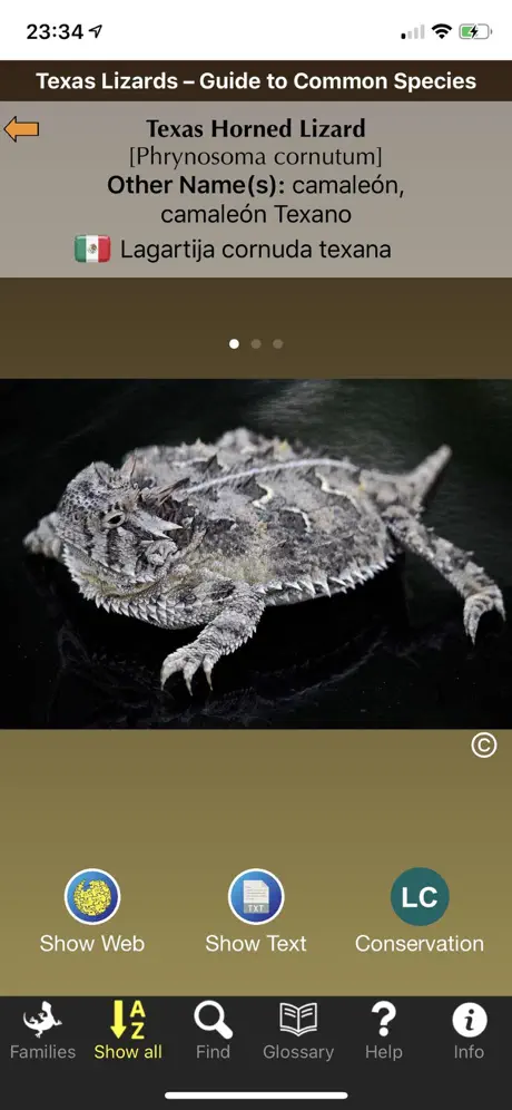 Texas Lizards