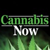 Cannabis Now icon