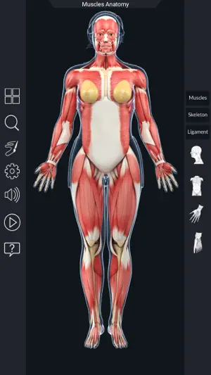 My Muscle Anatomy screenshot 3
