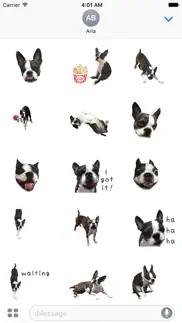 iggy - animated boston terrier problems & solutions and troubleshooting guide - 1