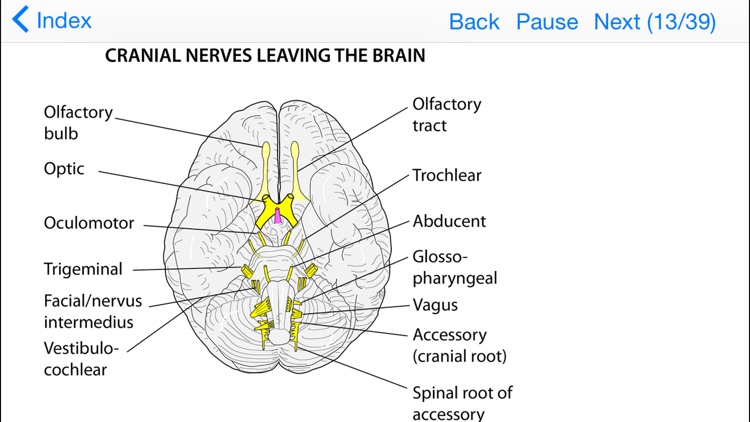 Anatomy Topics in Focus screenshot-3