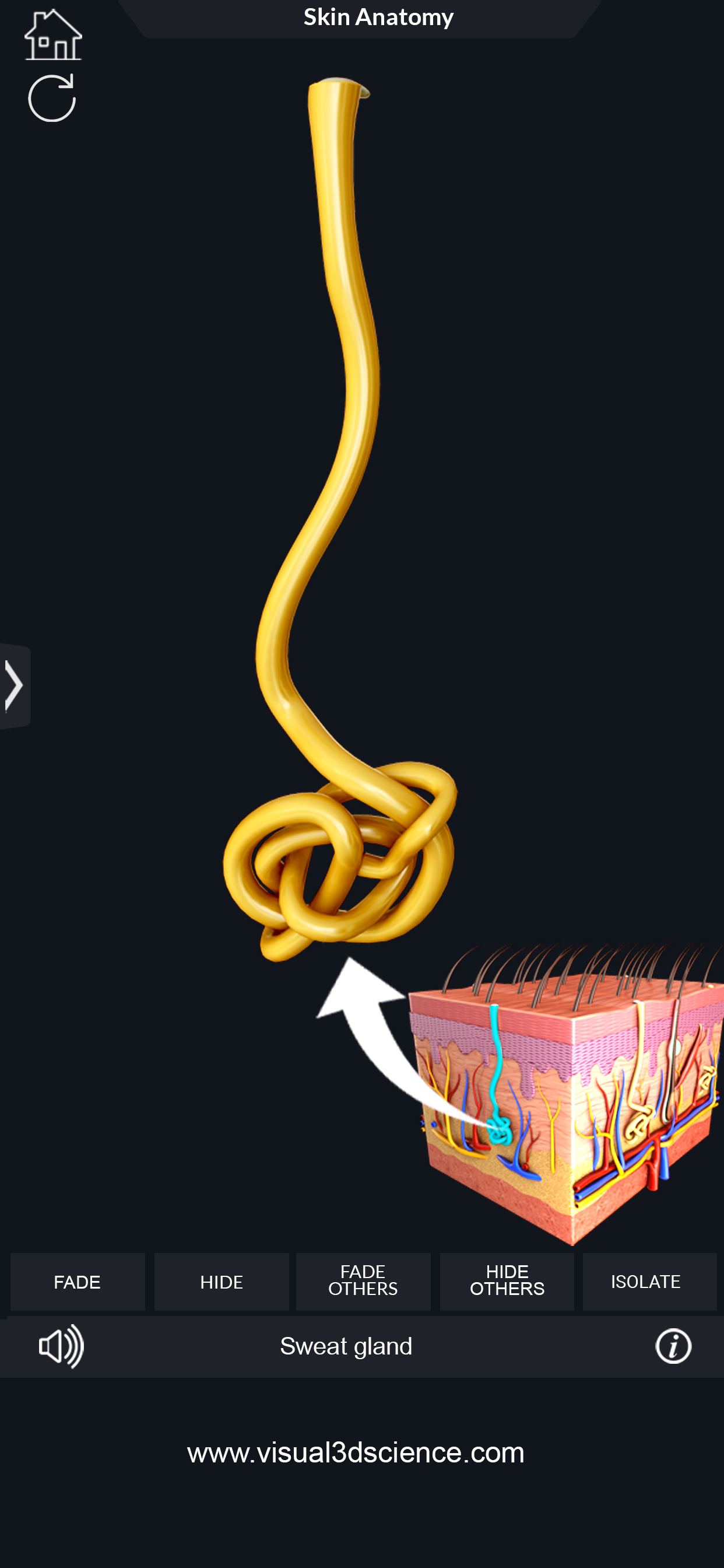 My Skin Anatomy