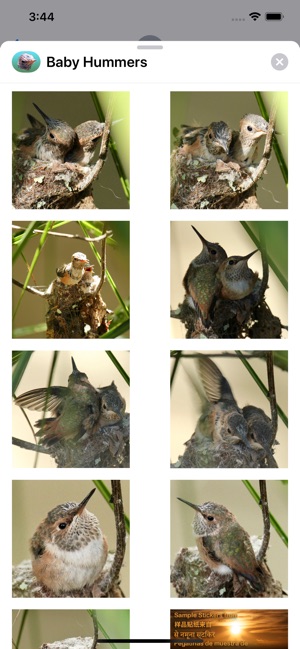 Baby Hummingbirds(圖5)-速報App
