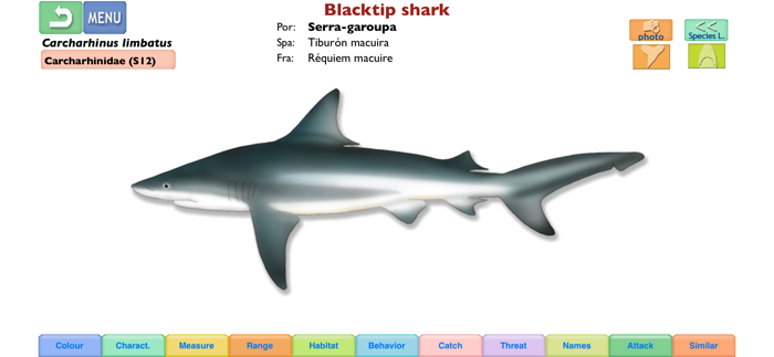 Sharks  Rays - ID Guide