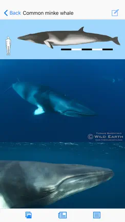 Dolphins and Whales iPhone image 2