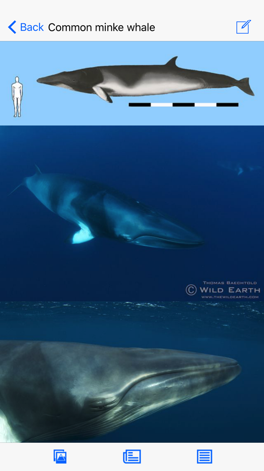 #2. Dolphins and Whales (iOS) بواسطة: mydigitalearth.com