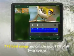 All birds CH - photo guide iPad image 4