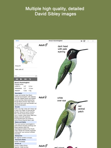 Sibley Guide to Hummingbirdsのおすすめ画像2