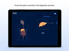 Game screenshot Human Digestive System hack