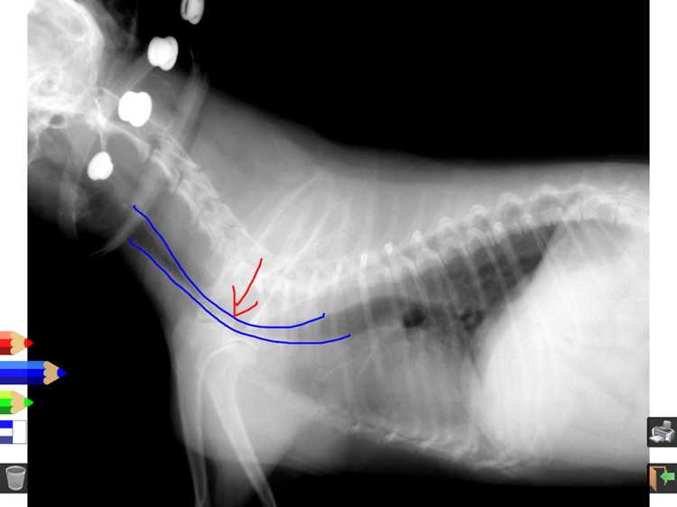 アニマルボード screenshot-3