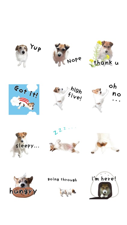 Jack Russell Animation 1 screenshot-5