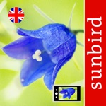 Download Wild Flower Id British Isles app