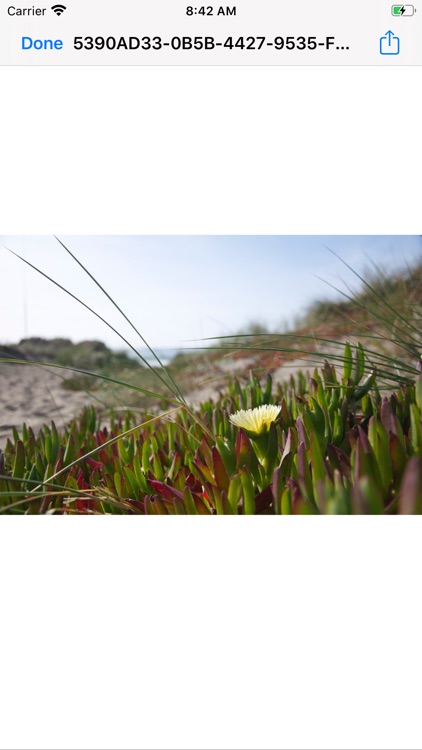 50&PiuCAF screenshot-4