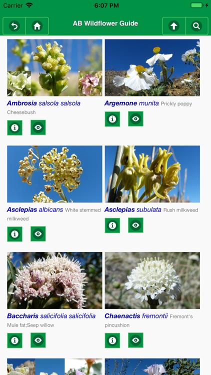 Anza-Borrego Wildflowers Lite screenshot-3