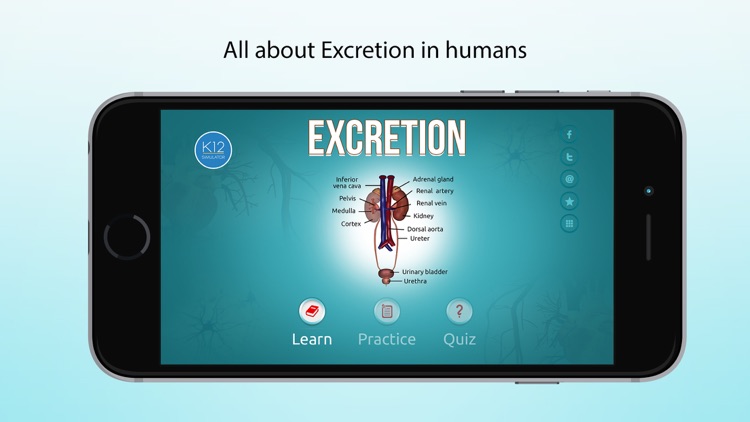 Excretion in Human Beings