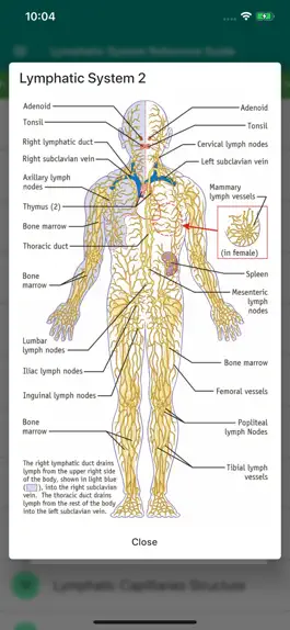 Game screenshot Lymphatic System Reference apk