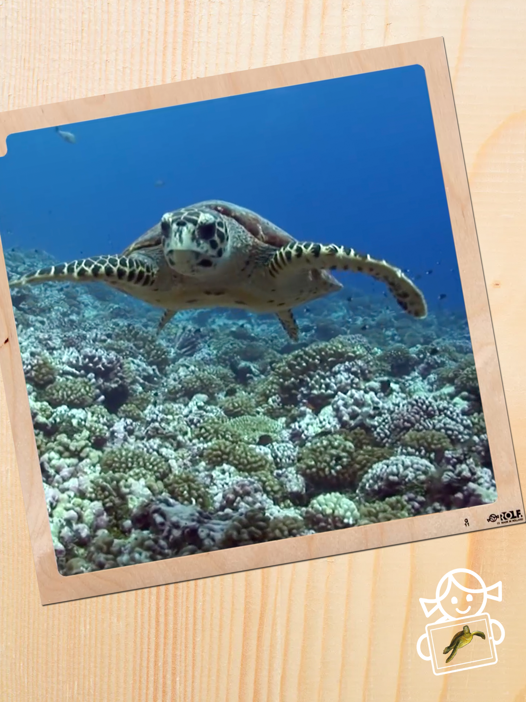 Rolf AR Life of the Sea Turtle