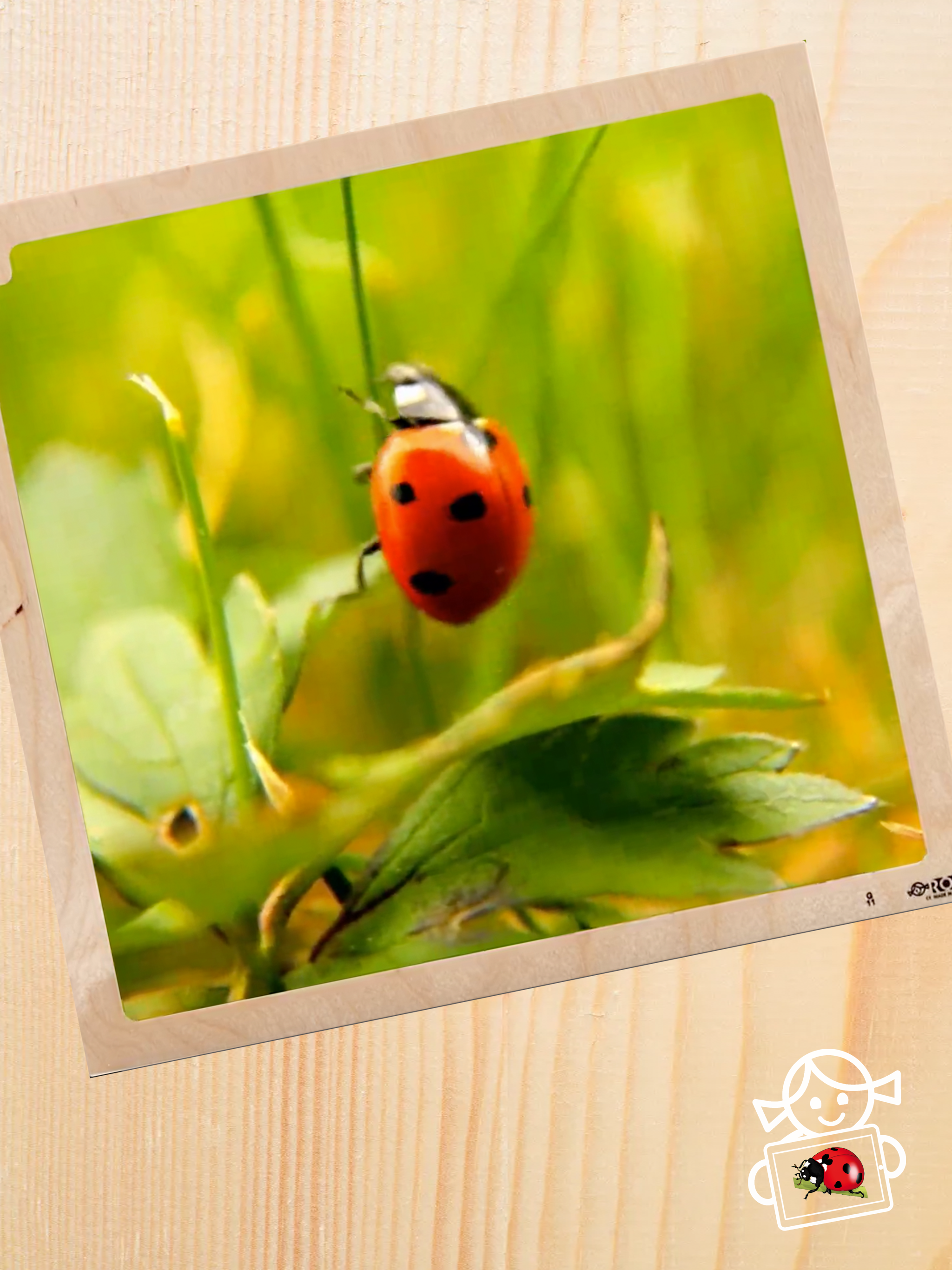 Rolf AR Life of the Ladybird