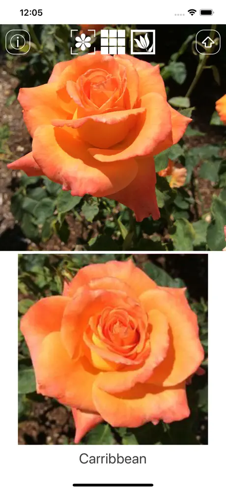 Instant Rose