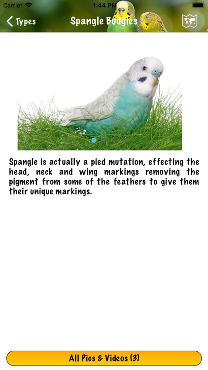 Budgie Book screenshot-5