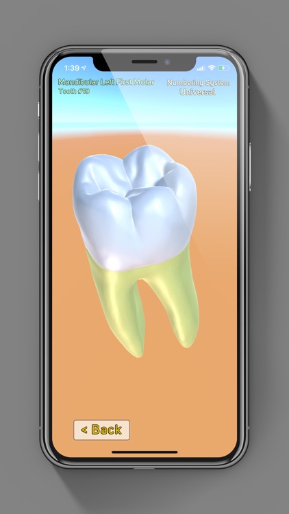 3D Tooth Anatomy