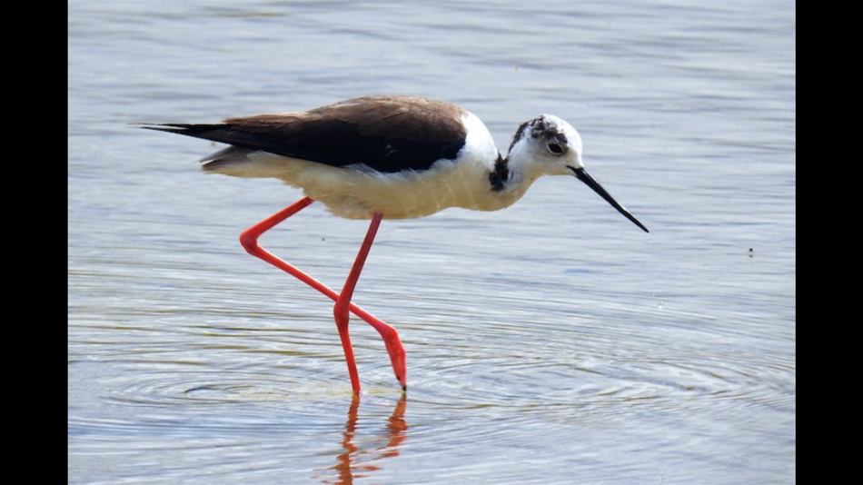 #6. European Birds Names Lite (iOS) 由: iThink Solutions