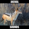 Jackal Sounds Effects