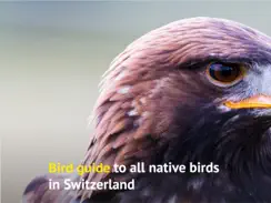Birds of CH -Photo Guide iPad image 2