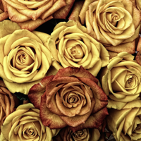 Roses Wallpapers HD