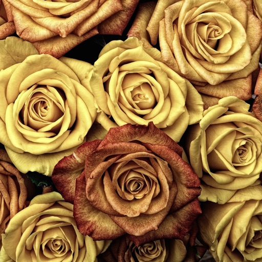 Roses Wallpapers: HD icon