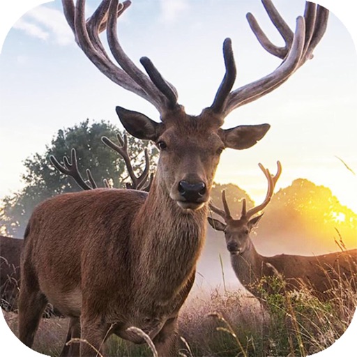 WiFi Hunting Camera - AppWisp.com