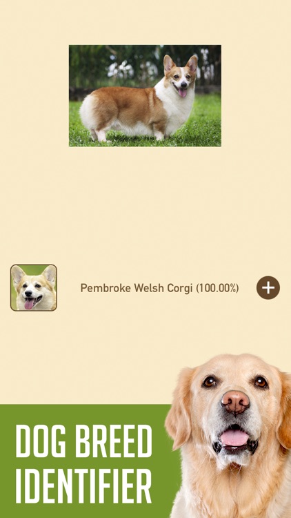 DogSnap - Dog Breed Identifier