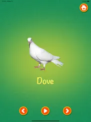 learn about birds ipad images 4