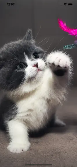 Game screenshot Cat Wallpapers Cute mod apk