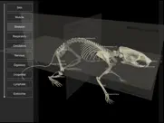 3d rat anatomy ipad images 3