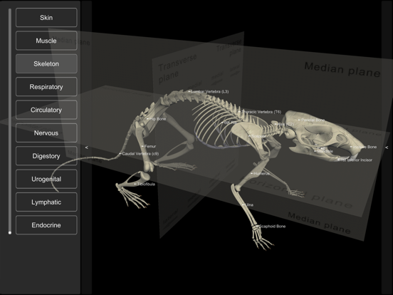 Screenshot #6 pour 3D Rat Anatomy