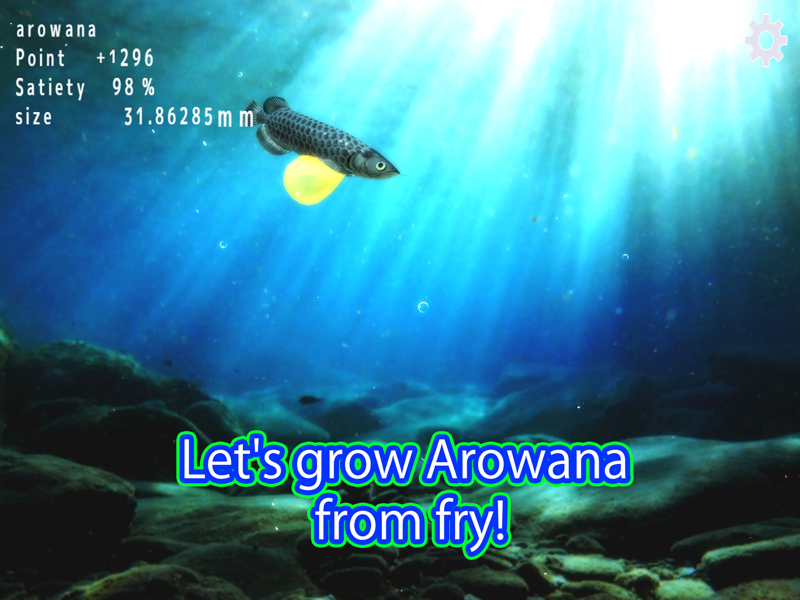 Arowana raising from fry