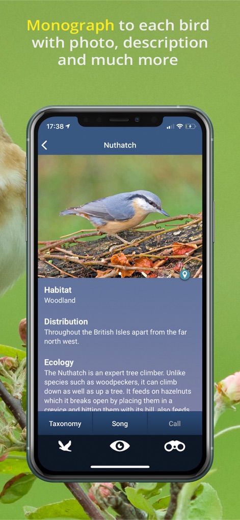 Bird Song Id UK - bird-song-id-uk-nuthatch-profile