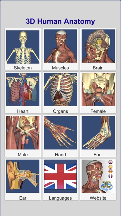 3D Anatomy