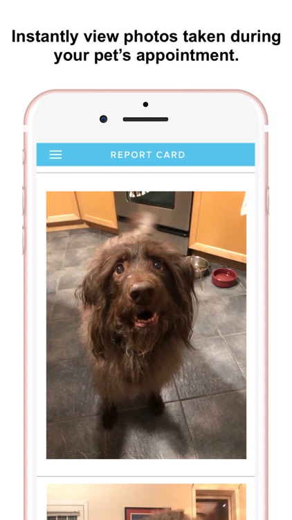 Beach Pups screenshot-4