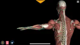 Game screenshot Body world apk