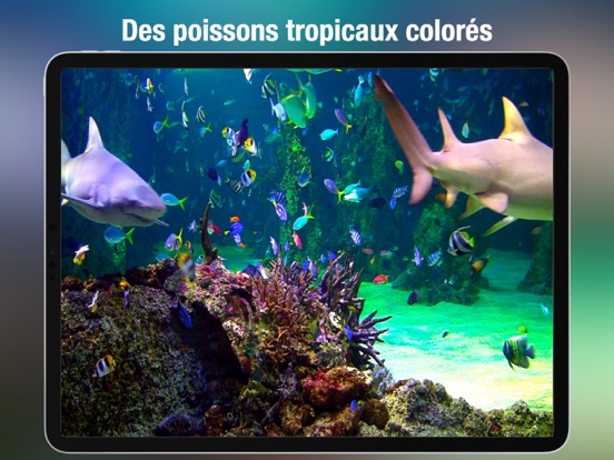 Screenshot #6 pour Aquarium Live HD +