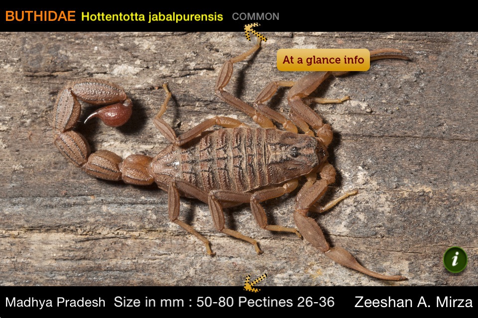 Indian Scorpions eGuide screenshot 2