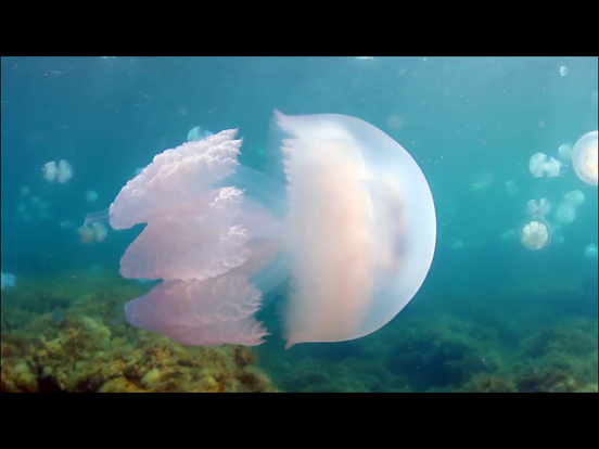 Video Touch - 海洋生物のおすすめ画像3
