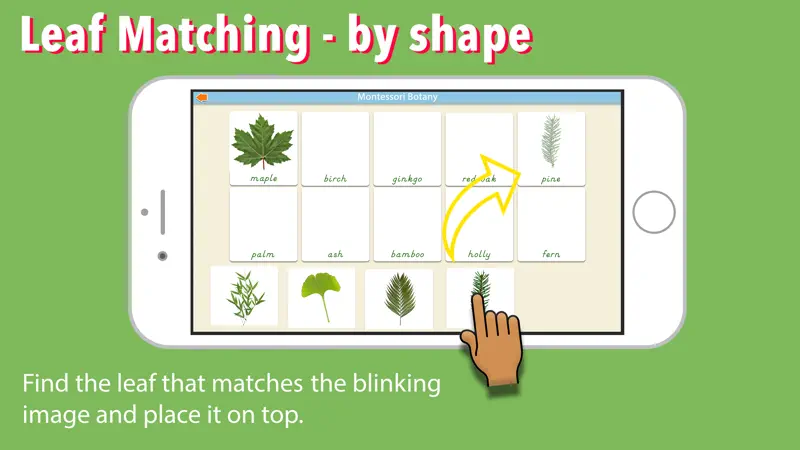 Learn Botany - Parts of Plants screenshot 7 of 9
