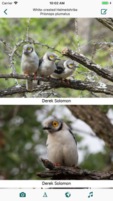 Birds of Zambia screenshot