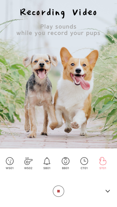 MeongCa - for dogs screenshot 4