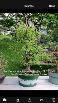 Bonsai Album iPhone image 3