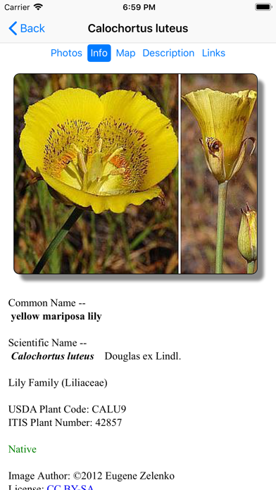 Central California Wildflowers Screenshot